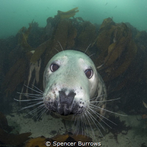 Look into my Eyes - Grey Seal UK/Farne Islands by Spencer Burrows 